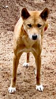 Ein Dingo beäugt uns neugierig &ndash; &copy; Simone Willner (Eberhardt TRAVEL)