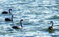 Schwarze Schwäne schwimmen in der Otago Bucht &ndash; &copy; Simone Willner (Eberhardt TRAVEL)