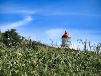 Leuchtturm auf der Otago Halbinsel &ndash; &copy; Simone Willner (Eberhardt TRAVEL)