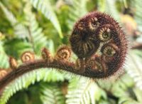 Ein Farnblatt entfaltet sich, Dunedin &ndash; &copy; Simone Willner (Eberhardt TRAVEL)