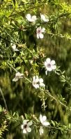 Manukablüte &ndash; &copy; Simone Willner (Eberhardt TRAVEL)