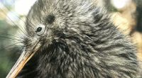 Kiwi, der selten gewordene Bewohner der Wälder Neuseelands &ndash; &copy; Simone Willner (Eberhardt TRAVEL)