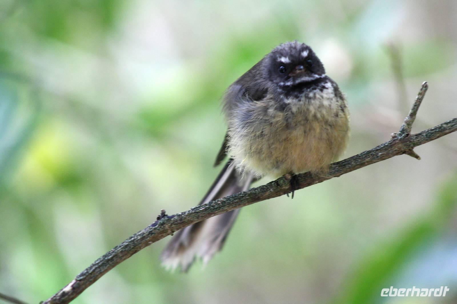 Fantail (Fächervogel) &ndash; &copy; Anna Stiebing (Eberhardt TRAVEL)