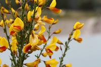 Ginster &ndash; &copy; Anna Stiebing (Eberhardt TRAVEL)