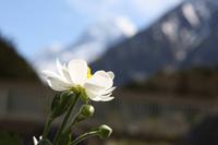 Mount Cook Lilie &ndash; &copy; Anna Stiebing (Eberhardt TRAVEL)