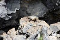 Seebär (Seal) &ndash; &copy; Anna Stiebing (Eberhardt TRAVEL)