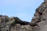 Seebär (Seal) &ndash; &copy; Anna Stiebing (Eberhardt TRAVEL)