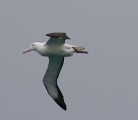 Albatross &ndash; &copy; Anna Stiebing (Eberhardt TRAVEL)