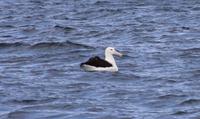 Albatross &ndash; &copy; Anna Stiebing (Eberhardt TRAVEL)