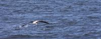 Albatross &ndash; &copy; Anna Stiebing (Eberhardt TRAVEL)