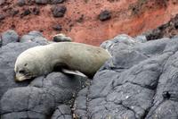 Seebär (Seal) &ndash; &copy; Anna Stiebing (Eberhardt TRAVEL)