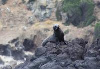Seebär (Seal) &ndash; &copy; Anna Stiebing (Eberhardt TRAVEL)