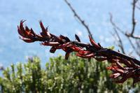 New Zealand Flax &ndash; &copy; Anna Stiebing (Eberhardt TRAVEL)