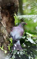 Wood Pigeon (Waldtaube) &ndash; &copy; Anna Stiebing (Eberhardt TRAVEL)