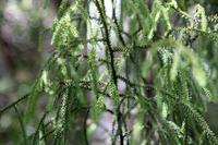Rimu &ndash; &copy; Anna Stiebing (Eberhardt TRAVEL)
