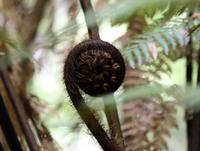 Koru &ndash; &copy; Anna Stiebing (Eberhardt TRAVEL)