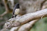 Tomtit &ndash; &copy; Anna Stiebing (Eberhardt TRAVEL)