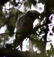 Kaka (Waldpapagei) &ndash; &copy; Anna Stiebing (Eberhardt TRAVEL)