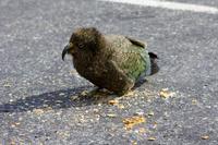 Kea (Bergpapagei) &ndash; &copy; Anna Stiebing (Eberhardt TRAVEL)