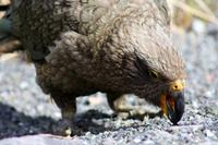 Kea (Bergpapagei) &ndash; &copy; Anna Stiebing (Eberhardt TRAVEL)