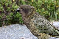 Kea (Bergpapagei) &ndash; &copy; Anna Stiebing (Eberhardt TRAVEL)