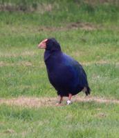 Takahe &ndash; &copy; Anna Stiebing (Eberhardt TRAVEL)