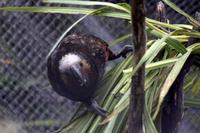 Kaka (Waldpapagei) &ndash; &copy; Anna Stiebing (Eberhardt TRAVEL)