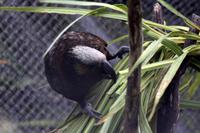 Kaka (Waldpapagei) &ndash; &copy; Anna Stiebing (Eberhardt TRAVEL)