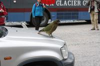 Kea (Bergpapagei) &ndash; &copy; Anna Stiebing (Eberhardt TRAVEL)