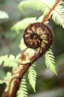 Koru &ndash; &copy; Anna Stiebing (Eberhardt TRAVEL)