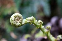 Koru &ndash; &copy; Anna Stiebing (Eberhardt TRAVEL)