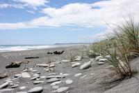 Strand bei Okarito &ndash; &copy; Anna Stiebing (Eberhardt TRAVEL)