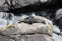 Seebär (Seal) &ndash; &copy; Anna Stiebing (Eberhardt TRAVEL)
