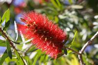 Southern Rata &ndash; &copy; Anna Stiebing (Eberhardt TRAVEL)
