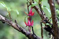 Baumfuchsie &ndash; &copy; Anna Stiebing (Eberhardt TRAVEL)