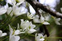 Clematis &ndash; &copy; Anna Stiebing (Eberhardt TRAVEL)