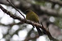 Bellbird (Glockenvogel) &ndash; &copy; Anna Stiebing (Eberhardt TRAVEL)