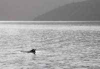 Delfine &ndash; &copy; Anna Stiebing (Eberhardt TRAVEL)