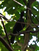 Tui &ndash; &copy; Anna Stiebing (Eberhardt TRAVEL)
