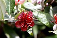 Blüte &ndash; &copy; Anna Stiebing (Eberhardt TRAVEL)