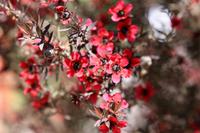 roter Manuka &ndash; &copy; Anna Stiebing (Eberhardt TRAVEL)