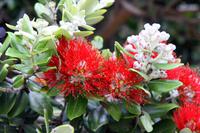 Pohutukawa &ndash; &copy; Anna Stiebing (Eberhardt TRAVEL)
