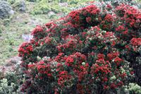 Pohutukawa &ndash; &copy; Anna Stiebing (Eberhardt TRAVEL)