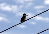 Eisvogel &ndash; &copy; Anna Stiebing (Eberhardt TRAVEL)