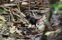 Sattlebird (Sattelstar) &ndash; &copy; Anna Stiebing (Eberhardt TRAVEL)