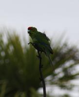 Kakariki &ndash; &copy; Anna Stiebing (Eberhardt TRAVEL)