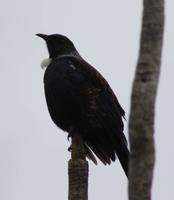 Tui &ndash; &copy; Anna Stiebing (Eberhardt TRAVEL)