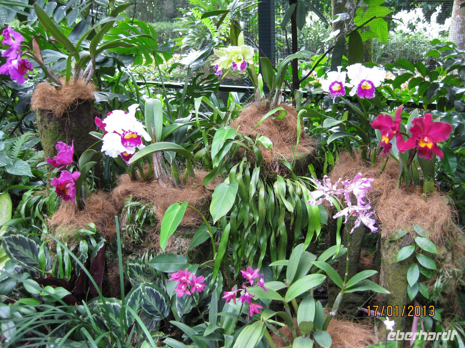 IMG_2273 Besuch im Botanischen Garten von Singapur &ndash; &copy; Johanna Vogt (Eberhardt TRAVEL)