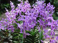 IMG_2271 Besuch im Botanischen Garten von Singapur &ndash; &copy; Johanna Vogt (Eberhardt TRAVEL)
