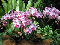 IMG_2272 Besuch im Botanischen Garten von Singapur &ndash; &copy; Johanna Vogt (Eberhardt TRAVEL)